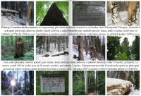 Pralesy Černohorského masívu